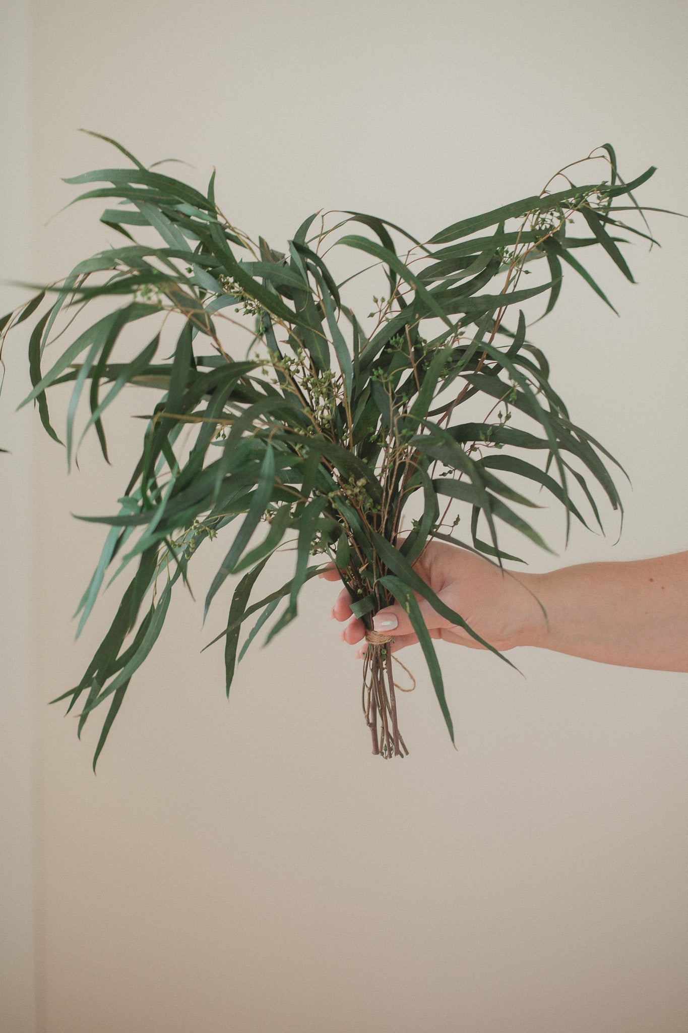 Preserved Seeded Weeping Willow Eucalyptus