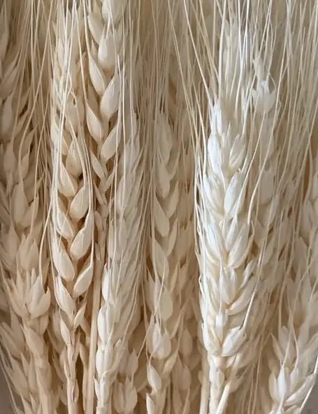 Dried Wheatgrass - Roome Collective