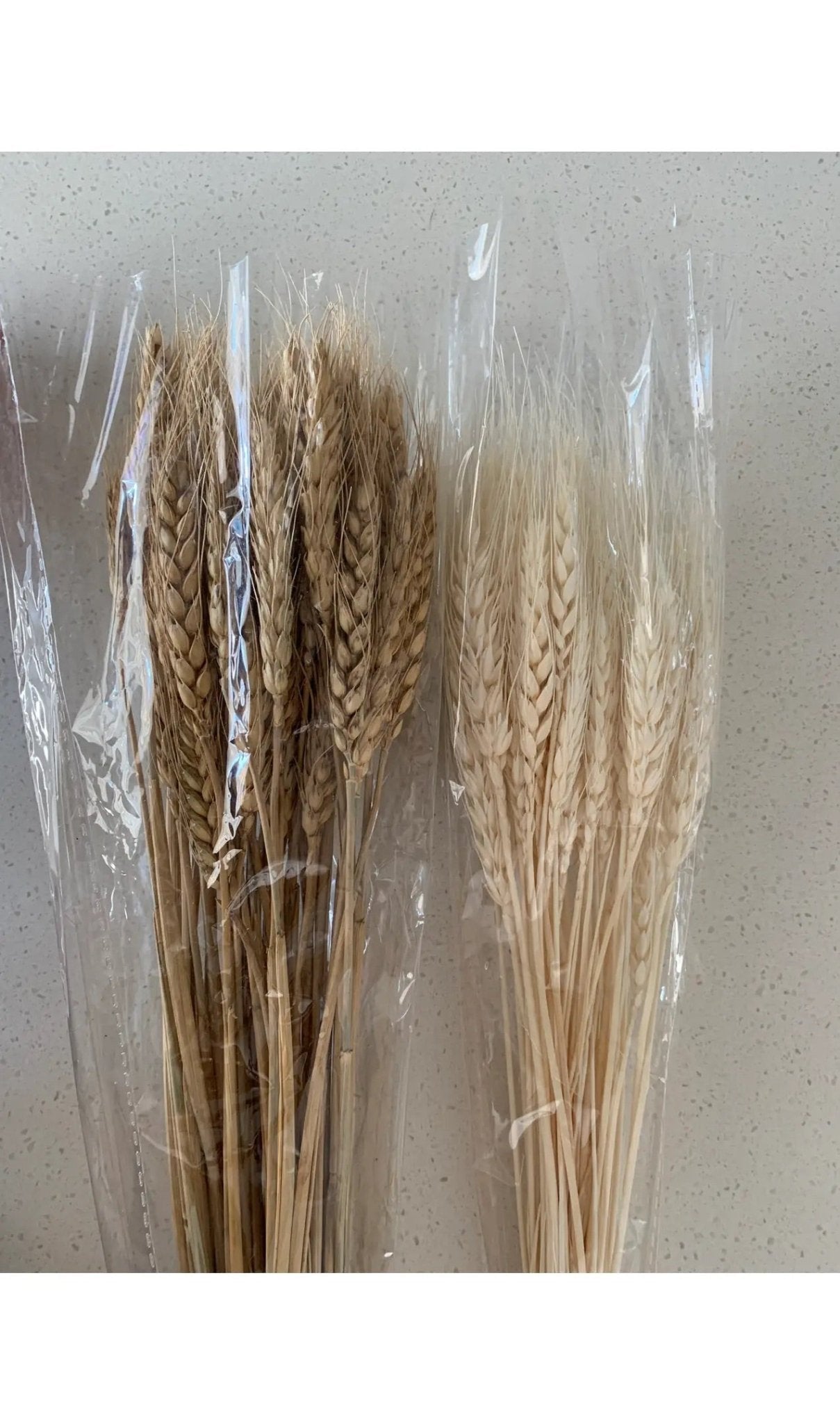 Dried Wheatgrass - Roome Collective