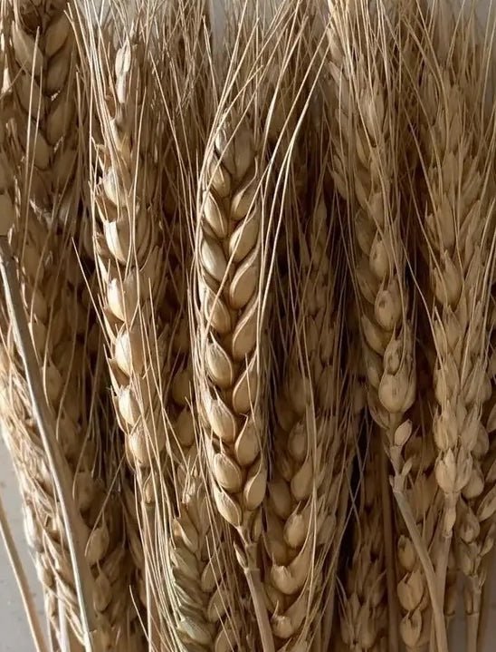 Dried Wheatgrass - Roome Collective