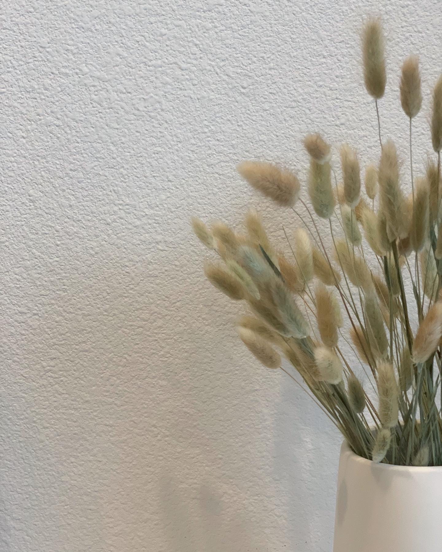 Dried Bunny Tail Bunch- Approx. 60 Stems