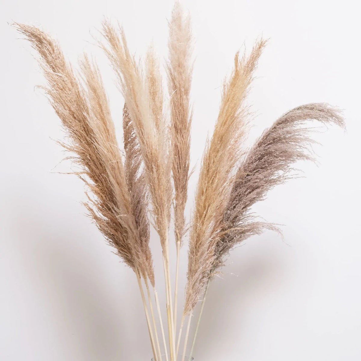 Pampas - Natural