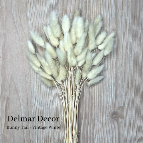 Dried Bunny Tail Bunch- Approx. 60 Stems