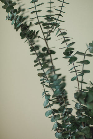 Italian Baby Eucalyptus
