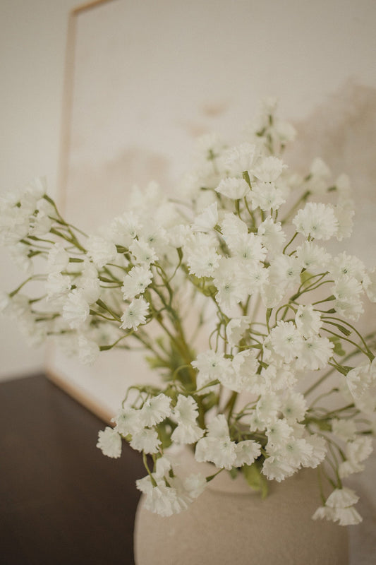 Gypsophila Elegan - Babies Breath