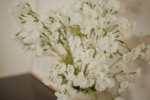 Gypsophila Elegan - Babies Breath