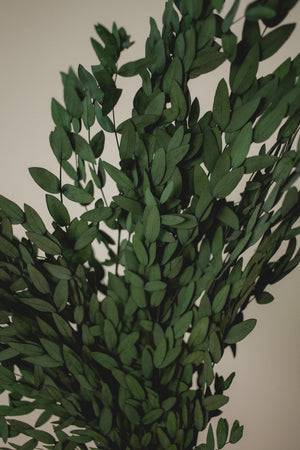 Preserved Short Willow Eucalyptus (Parvifolia)