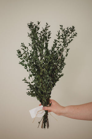 Italian short willow (Parvifolia)