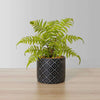 Bali Potted Faux Fern