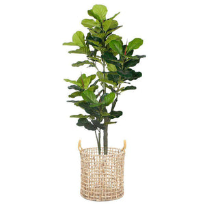Lupe Water Hyacinth Planter