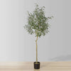 Oli Artificial Olive Tree Potted Plant (Multiple Sizes)