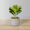 Panuco Potted Faux Fiddle Plant