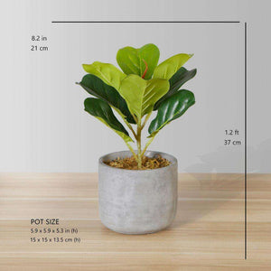 Panuco Potted Faux Fiddle Plant