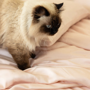 Organic Bamboo Sateen Bed Sheet Set