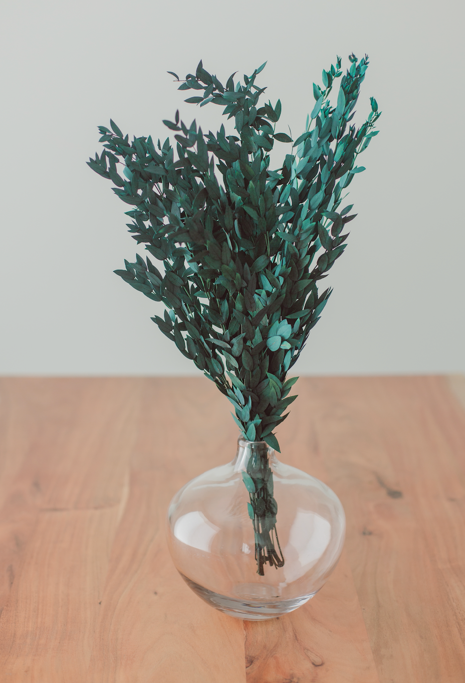 Preserved Short Willow Eucalyptus (Parvifolia)