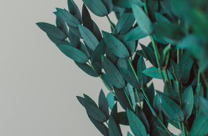 Preserved Short Willow Eucalyptus (Parvifolia)