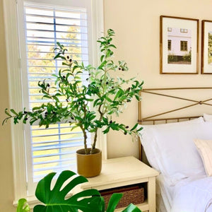 Oli Artificial Olive Tree Potted Plant (Multiple Sizes)