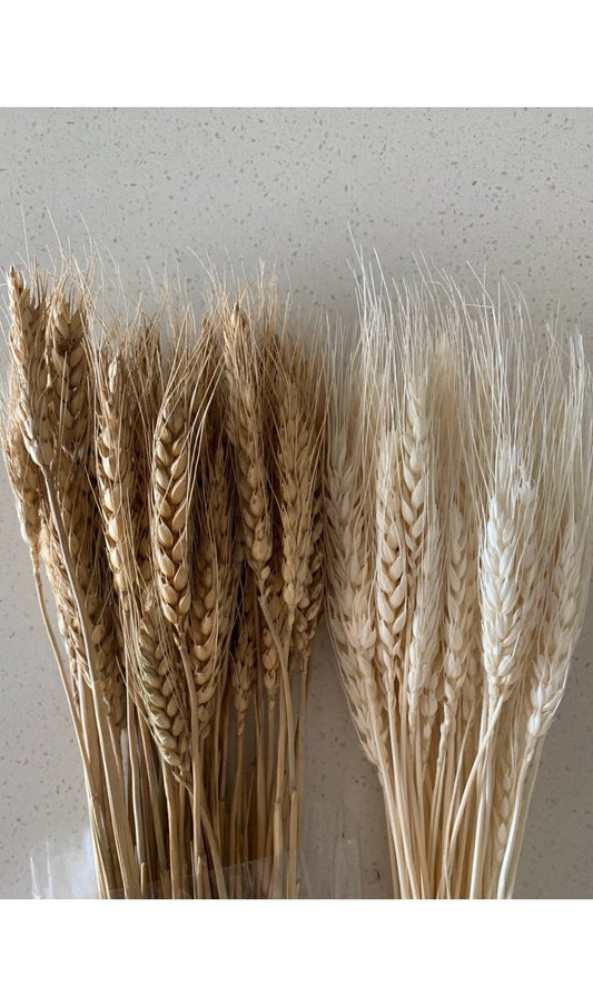 Dried Wheatgrass - Roome Collective