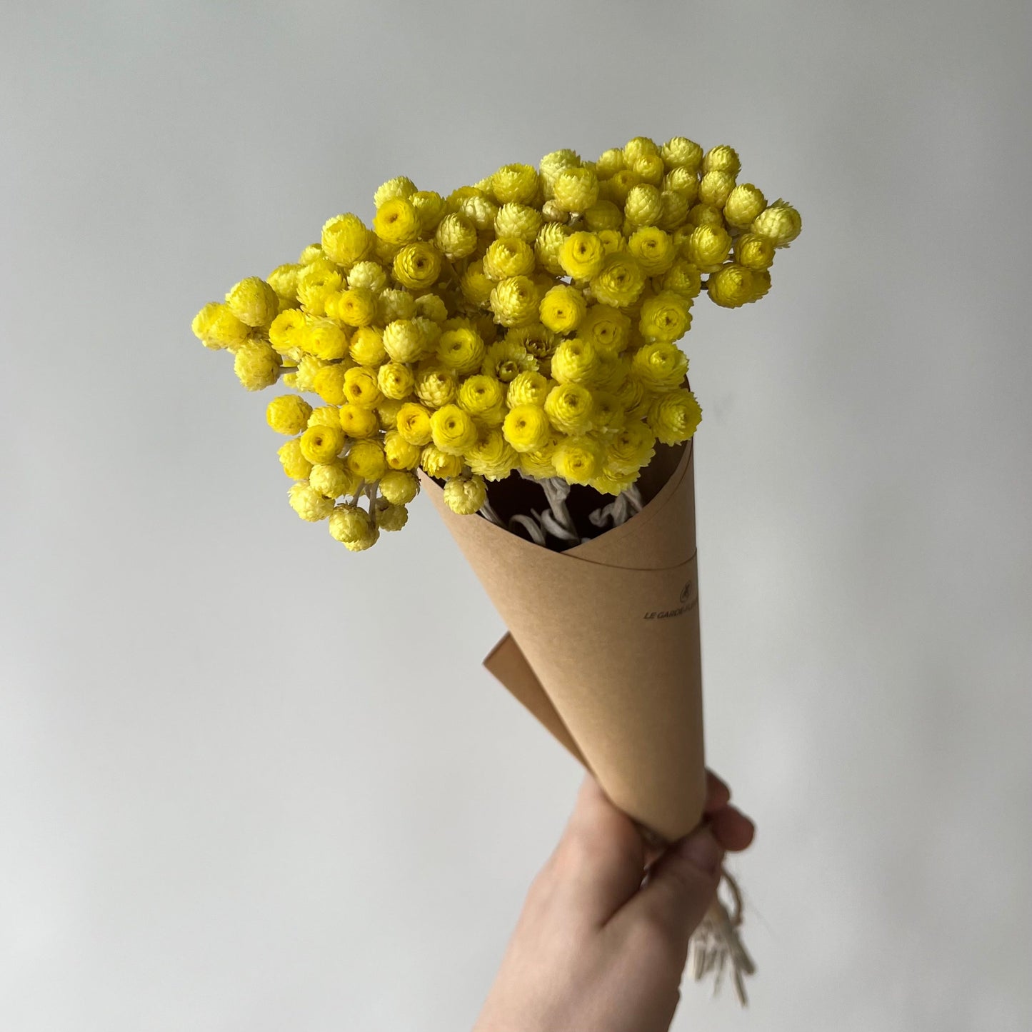 Yellow Helichrysums