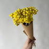 Yellow Helichrysums