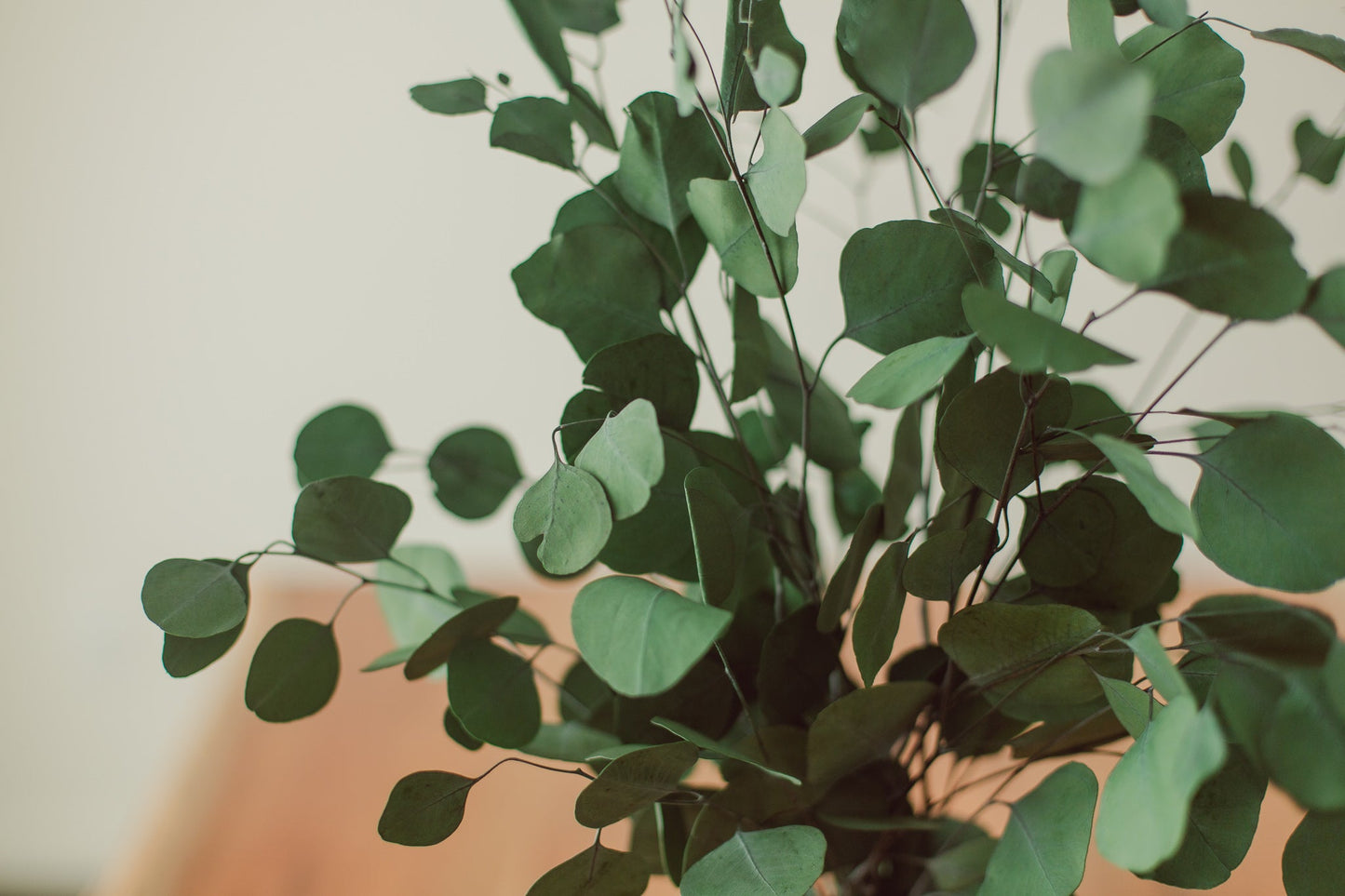 Preserved Silver Dollar Eucalyptus Bundle
