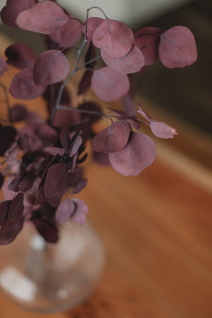 Preserved Silver Dollar Eucalyptus Bundle