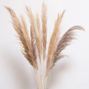 Pampas - Natural
