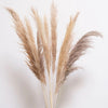 Pampas - Natural